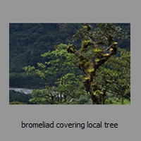 bromeliad covering local tree